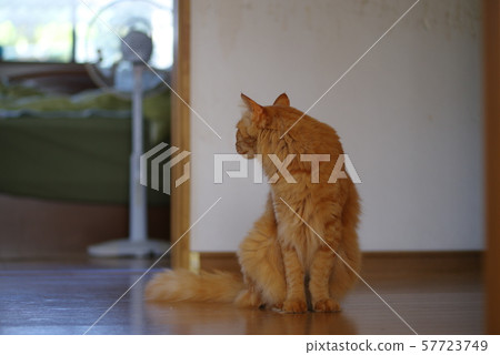 Landscape with a cat 57723749