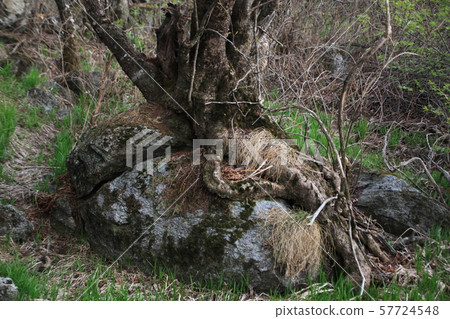 Jeonbuk, Muju-gun, Deogyusan 57724548