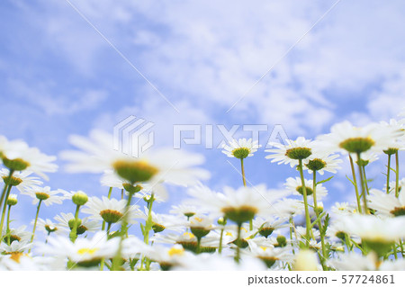 Sky and flowers 57724861