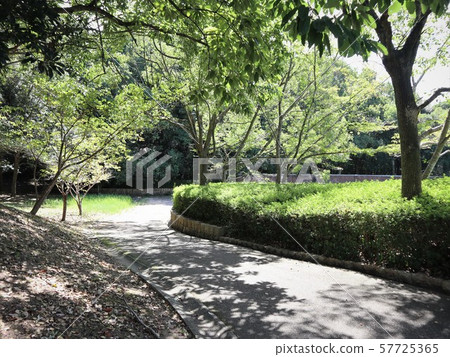 Kobe Nishi-ku Seishin Chuo Park Autumn Tree Kobe Nishi-ku Seishin Chuo Park Autumn Tree 57725365