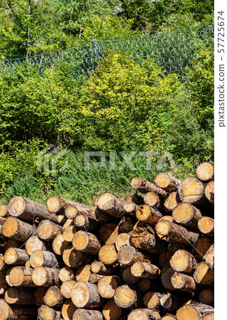 Pile of pine tree trunks with green trees in the background Pile of pine tree trunks with green trees in the background 57725674