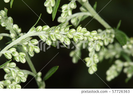 天然植物艾蒿,白芽從夏末開始顯眼 天然植物艾蒿,白芽從夏末開始顯眼 57726363