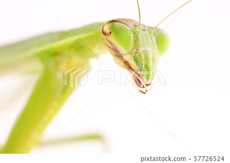 Mantis up on white background 57726524