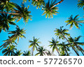 A forest of palm trees 57726570