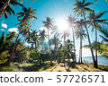A forest of palm trees 57726571