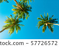 A forest of palm trees 57726572