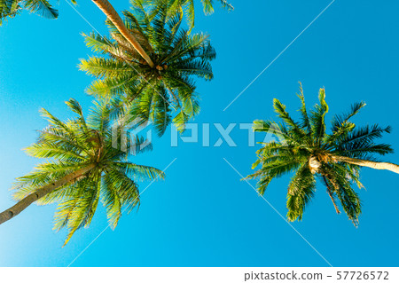 A forest of palm trees 57726572