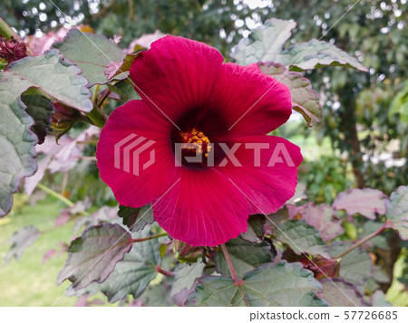 Magenta hibiscus flower closeup with leaves in the background. 57726685