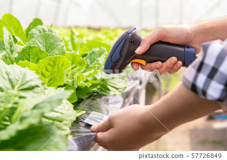 Closeup of modern farmer checking organic 57726849