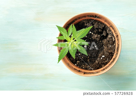 Growing cannabis at home. A young hemp plant in a pot, top shot on a teal blue background with a Growing cannabis at home. A young hemp plant in a pot, top shot on a teal blue background with a 57726928