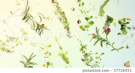 The herbs of Provence panorama. Rosemary, oregano, thyme, and marjoram, overhead shot on a 57726931