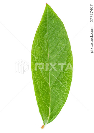 Blueberry leaf clipping path Blueberry leaf clipping path 57727407