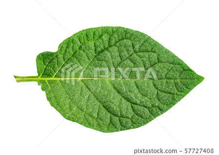 potato leaf clipping path potato leaf clipping path 57727408
