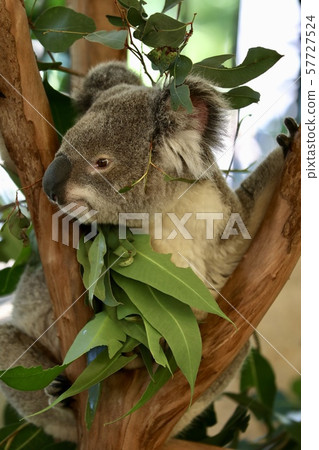 Australia Hamilton Island 57727524