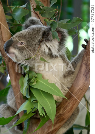 澳洲漢密爾頓島 澳洲漢密爾頓島 57727525