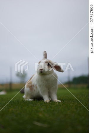 Rabbit  57727606