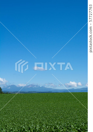 綠色菜領域和藍天 57727763