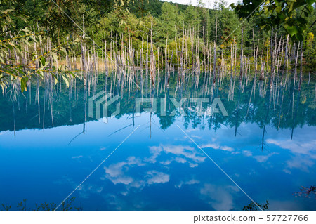 反映藍天美瑛町的秋天藍色池塘 57727766