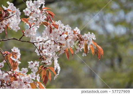 野生烏鴉 57727909