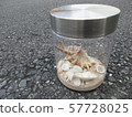 Seashell, summer memories 57728025