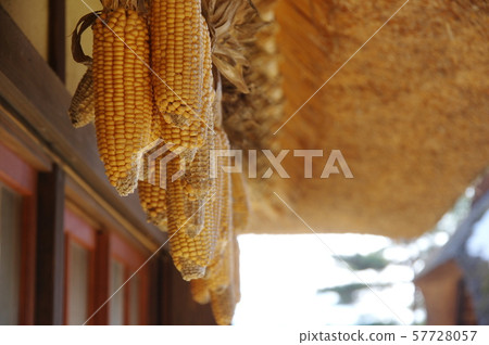 Dried corn Dried corn 57728057