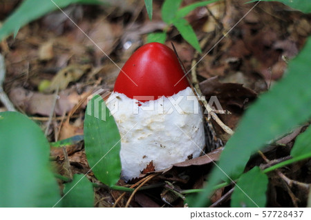 鵝Hemibapha 57728437