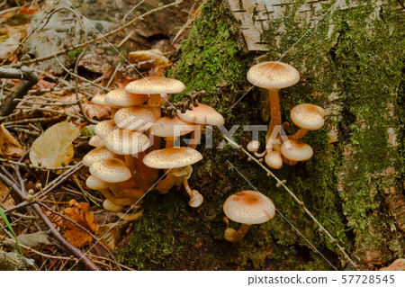 Mushrooms in the forest grow on an old fallen tree 57728545