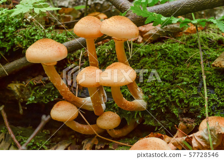 Mushrooms in the forest grow on an old fallen tree 57728546