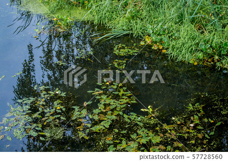 Forest lake covered with duckweed Forest lake covered with duckweed 57728560