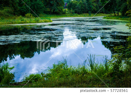 Forest lake covered with duckweed Forest lake covered with duckweed 57728561