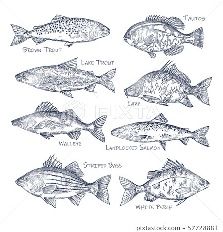 Side view on ocean and sea, river fish sketch 57728881