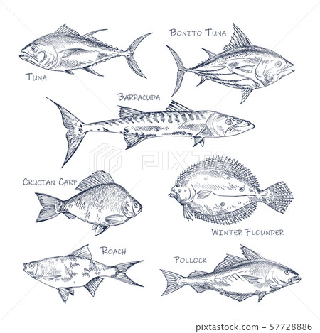 Set of isolated fish sketch for shop or store,menu Set of isolated fish sketch for shop or store,menu 57728886