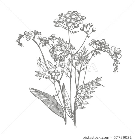 Branch of wild plant Forget-me-not and Tansy. Vintage engraved illustration. Bouquet of hand drawn 57729021