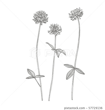 Clover plants. Botanical illustration. Good for cosmetics, medicine, treating, aromatherapy, nursing 57729136