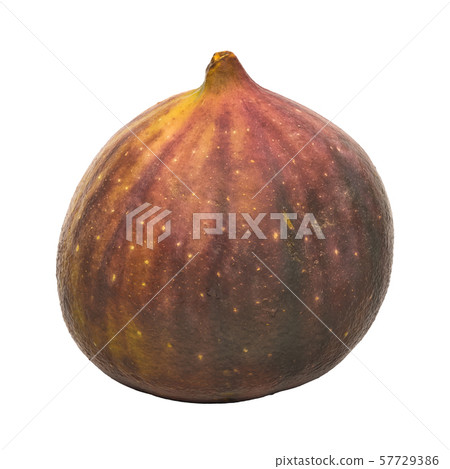 Common fig close-up 3d rendering Common fig close-up 3d rendering 57729386