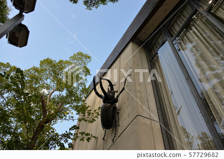 Kashihara insect museum 57729682