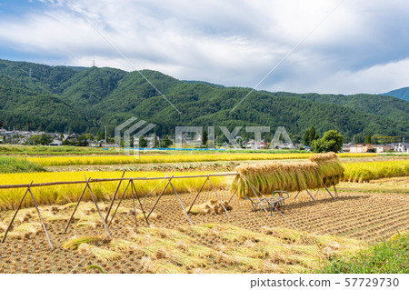 水稻收穫時間 57729730