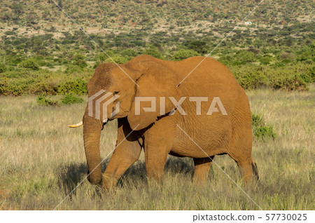 An old elephant in the savannah An old elephant in the savannah 57730025