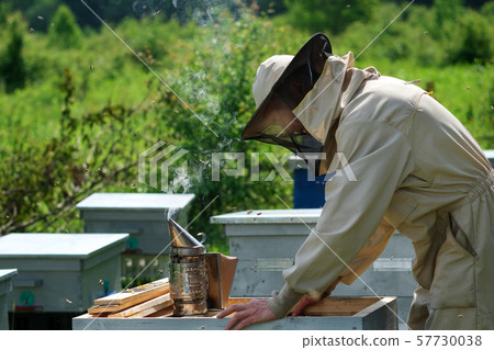 Beekeeper on apiary. Beekeeper is working with bees and beehives on the apiary. Beekeeper on apiary. Beekeeper is working with bees and beehives on the apiary. 57730038