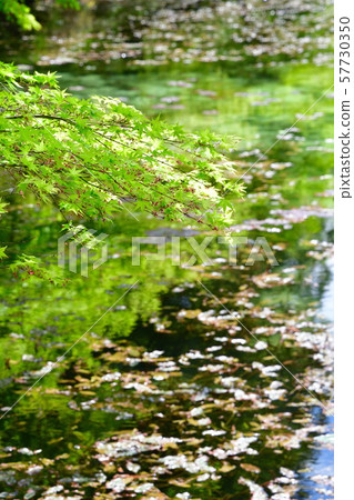 Nendo神社莫奈的池塘（岐阜縣） 57730350