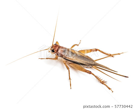 Brown grasshopper isolated on white 57730442