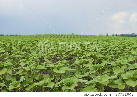 Young green spring sunflower plants in the field Young green spring sunflower plants in the field 57731042