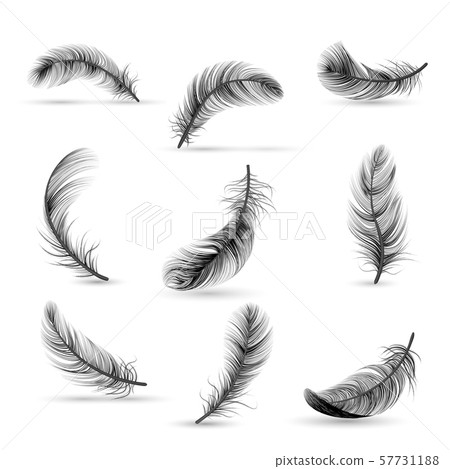 Realistic Feather Black Icon Set 57731188