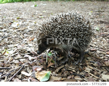younger the child the hedgehog stands on the sawdust 57731209