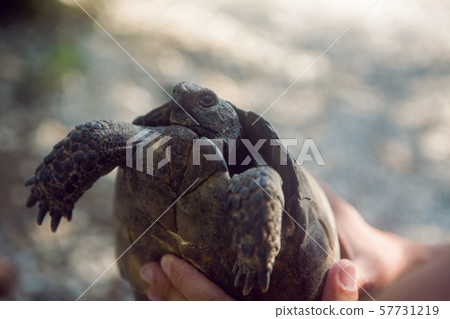 man with a beard and a blue shirt holding a large turtle 57731219