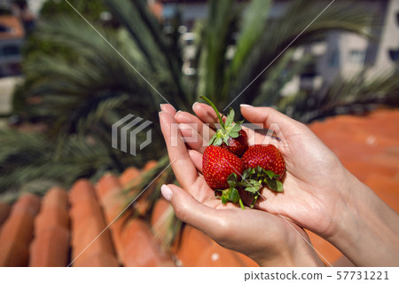 girl hand holding a juicy red ripe strawberries on a background of palm tree girl hand holding a juicy red ripe strawberries on a background of palm tree 57731221