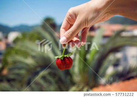 girl hand holding a juicy red ripe strawberries on a background of palm tree girl hand holding a juicy red ripe strawberries on a background of palm tree 57731222