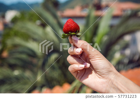 girl hand holding a juicy red ripe strawberries on a background of palm tree girl hand holding a juicy red ripe strawberries on a background of palm tree 57731223