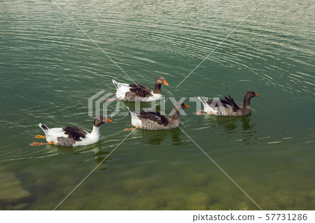 white goose swim in the pond on a summer day white goose swim in the pond on a summer day 57731286
