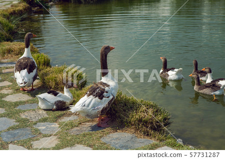 white goose swim in the pond on a summer day white goose swim in the pond on a summer day 57731287